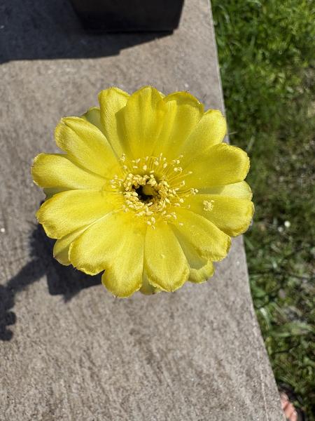 Echinopsis Hybr. gelb